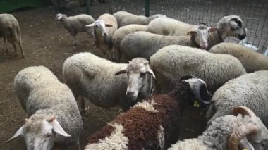 Çiftlikteki bir çitin arkasında koyunlar. Çiftlik kavramları