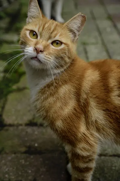 Türk sokak kedisi. Oynayan kızıl sokak kedisi. Dünya Kedi Günü konsepti..