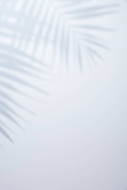 Palmiye yapraklarının gölgesinde beyaz bir arka plan. arkaplan kavramı