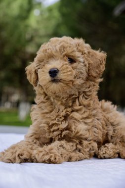 Dışarıda sevimli kahverengi kaniş yavrusu var.