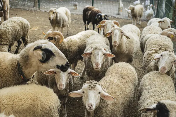 Çiftlikteki çitlerin arkasında koyunlar.