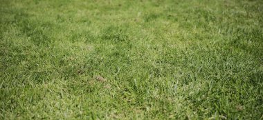 Güneşli bir günde yeşillik..