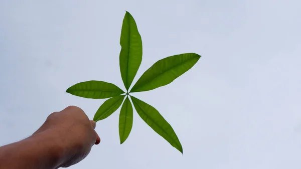 Pachira, Orta ve Güney Amerika, Afrika ve Hindistan 'da bulunan bir tropikal ağaç cinsidir. Bunlar Malvaceae ailesinin Bombacoideae alt familyasında sınıflandırılmıştır..