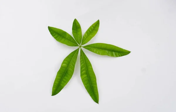Pachira, Orta ve Güney Amerika, Afrika ve Hindistan 'da bulunan bir tropikal ağaç cinsidir. Bunlar Malvaceae ailesinin Bombacoideae alt familyasında sınıflandırılmıştır..