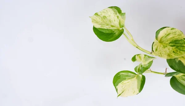 Betel fildişi ya da 