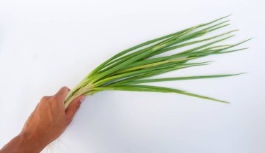 Yeşil soğanı beyaz bir paspasın üzerinde tutan el. Pırasa yemek pişirmek için yaygın olarak kullanılan bir sebze türüdür..