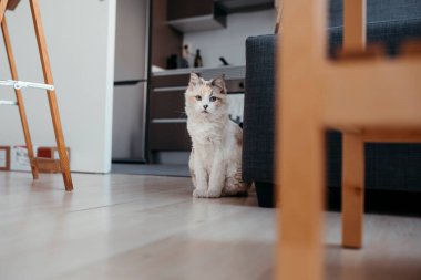 Evdeki beyaz kedi portresi. Yüksek kalite fotoğraf