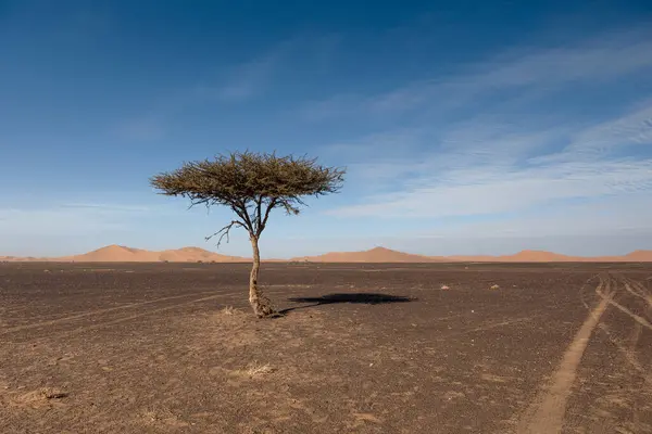 Merzouga 'daki Sahra Çölü' nde bir vaha ortasındaki genel bir ağaç manzarası. Yüksek kalite fotoğraf