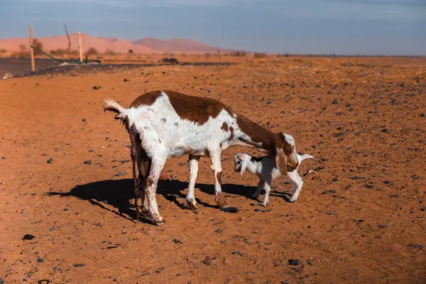 Plasentası hala asılı olan bir keçinin sahara çölünde yeni doğmuş yavrusunu temizlerken genel görüntüsü, Merzouga. Yüksek kalite fotoğraf