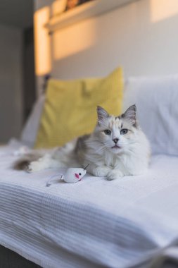 Evdeki beyaz kedi portresi. Yüksek kalite fotoğraf