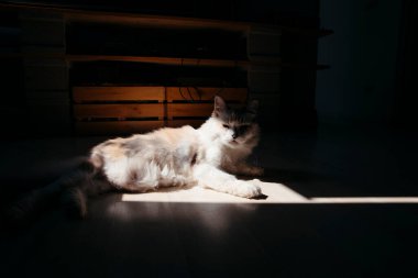 Yumuşak, uzun tüylü bir kedi, rahat bir evin zemininde güneş ışığının altında uzanır. Dramatik ışıklandırma, kedinin rahat pozunu ve kürk dokusunu ön plana çıkarıyor. Evcil hayvan, yaşam tarzı ve iç temalar için ideal. Yüksek kalite fotoğraf