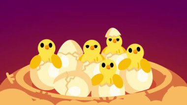 Bir grup sarı civciv bir yuvada toplanır, sıcaklığı, konforu, erken yaşamı ve güvenliği bir çiftlikte veya doğal ortamlarda vurgularlar.