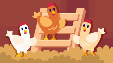 Beyaz bir tavuk kümes rampasında kahverengi bir tavuğa yaklaşır ve kümes hayvanlarında tipik bir sosyal etkileşim anını başlatır.