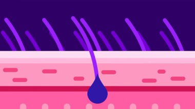 Cilt kesitinde saç folikülleri, saç büyümesini, dermatolojiyi ve derinin altındaki folikül aktivitelerini gösteriyor.