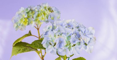 Çiçek açan ortanca çiçekleriyle güzel bir bahar doğası. Web sayfası ya da web pankartı için Hortensia Çiçekleri makro kapanışı