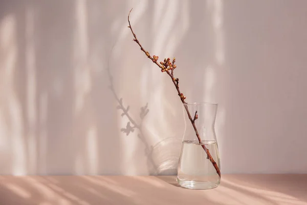 Composition Style Minimalism Dry Apple Branch Buds Vase Natural Background —  Fotos de Stock