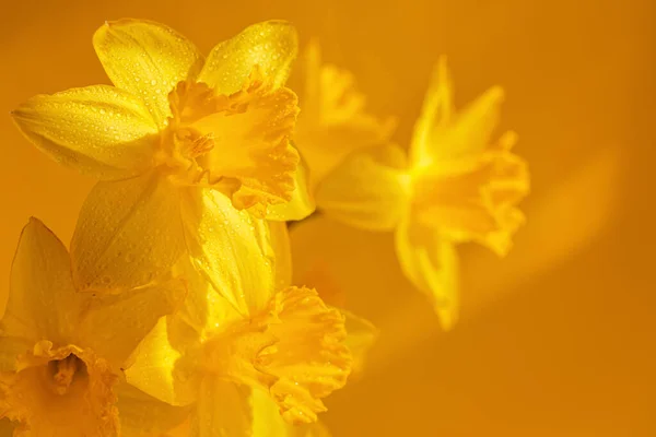 Close Daffodils Flowers Yellow Background Beautiful Yellow Spring Background Greeting — Stock Photo, Image
