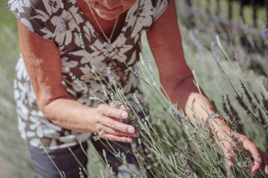 Unrecognizable senior woman caring, smelling and touching lavender flowers at home garden. Gardener and florist old woman concept