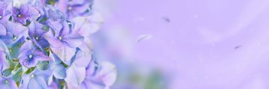 Beautiful Spring Nature background with blooming hydrangea flowers. Hortensia Flowers Long panoramic web banner on light blue background for website