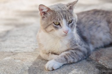 Gri bir tekir kedinin portresi. Sokak kedisi kaldırım taşlarına uzanıyor. Terk edilmiş hayvan.