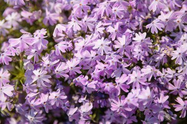 Beautiful spring floral background. Close up of blossoming delicate purple flowers
