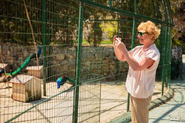 Cep telefonu olan yaşlı bir kadın hayvanat bahçesinde fotoğraf çekiyor. Yaşlı turist kadın hayvanat bahçesine gezintiye çıktı..