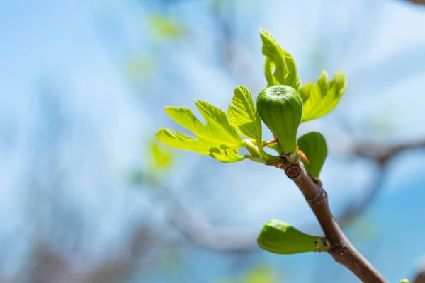 Fig tree sprouts and green figs in spring sunny weather, close-up blurred background, place for text.
