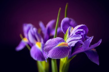 Greeting card or web design with bouquet of iris flowers. Beautiful purple flowers with drops on petals on dark blurred background. Shallow depth of field clipart