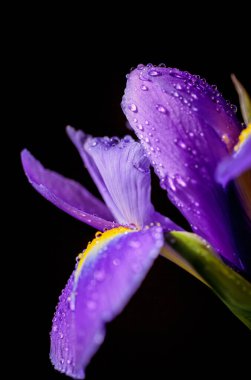 Iris Flowers 'ın dikey fotoğrafını makro detaylarla kapat. Üzerinde su damlaları olan güzel mor bir çiçek siyah bulanık arka planda. Sığ alan derinliği