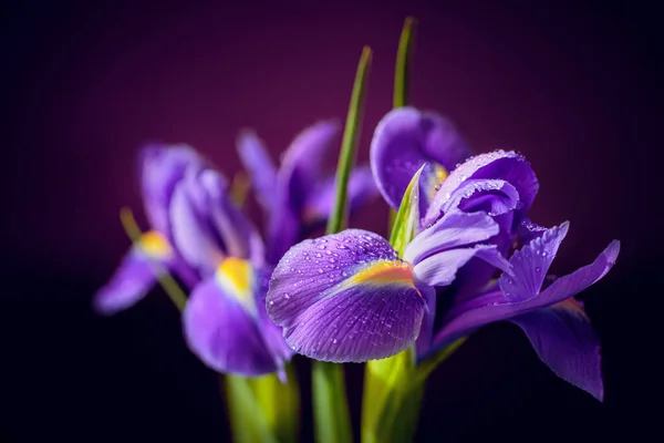 Greeting card or web design with bouquet of iris flowers. Beautiful purple flowers with drops on petals on dark blurred background. Shallow depth of field