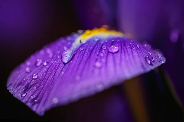 Greeting Card Elegant Web Design Beautiful Purple Iris Petals Water — Stock Photo, Image