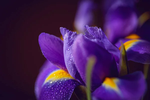 Greeting card or web design with iris flower with macro detail. Beautiful purple flower with water drops on petals on dark blurred background. Shallow depth of field. Space for text