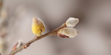 Söğüt dallarının makro fotoğrafçılığını bej arka plandaki odada kedi derisi ile kapatın. Seçici odaklı zarif sanatsal görüntü doğası