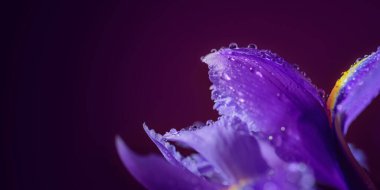 Panoramic long banner with beautiful macro shot of purple iris flowers with water drops on petals on dark violet background. Greeting card with free space for text clipart