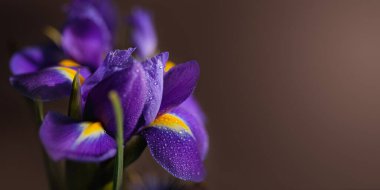 Iris Flowers 'ın makro detaylarla çekilmiş fotoğrafını kapat. Koyu arkaplandaki yaprakların üzerine su damlaları damlayan güzel mor çiçek. Yüzeyin derinliği. Metin için boşluk