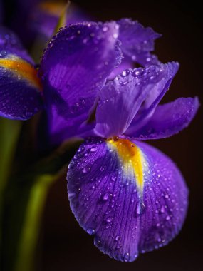 Iris Flowers 'ın dikey fotoğrafını makro detaylarla kapat. Üzerinde su damlaları olan güzel mor bir çiçek siyah bulanık arka planda. Sığ alan derinliği