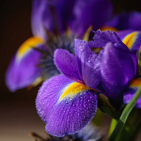 Close Photo Iris Flower Macro Detail Beautiful Purple Flower Water — Stock Photo, Image
