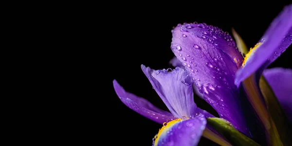 Panoramic Long Banner Beautiful Macro Shot Purple Iris Flowers Water — Stock Photo, Image