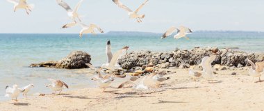 Karadeniz kıyısındaki kumlu sahil boyunca yürüyen bir grup martı. Kıyıya vuran dalgalarla güzel kayalık deniz manzarası
