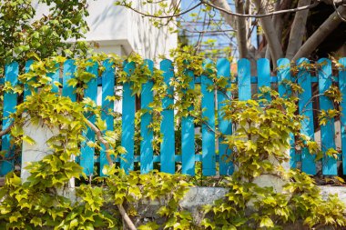 Climbing plant or green ivy growing and twining around blue wooden picket fence