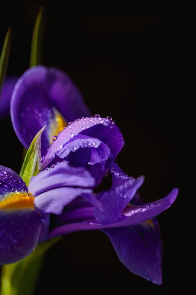 stock image Close up vertical photo of iris flower with macro detail. Beautiful purple flower with water drops on petals on black blurred background. Shallow depth of field