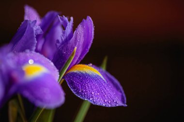 Iris Flowers 'ın makro detaylarla çekilmiş fotoğrafını kapat. Koyu arkaplandaki yaprakların üzerine su damlaları damlayan güzel mor çiçek. Metin için boş alanı olan tebrik kartı