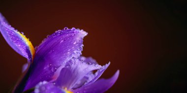 Iris Flowers 'ın makro detaylarla çekilmiş fotoğrafını kapat. Koyu arkaplandaki yaprakların üzerine su damlaları damlayan güzel mor çiçek. Metin için boş alanı olan tebrik kartı