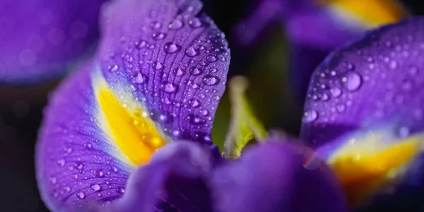 Panoramic Long Banner Beautiful Purple Iris Flowers Water Drops Petals — Stock Photo, Image