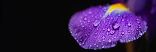 Greeting Card Stylish Web Design Beautiful Purple Iris Petals Water — Stock Photo, Image