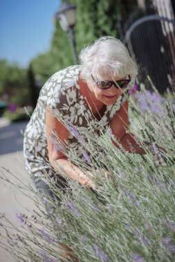 Happy senior woman smelling and touching lavender flowers at summer garden. Gardener and florist old woman concept