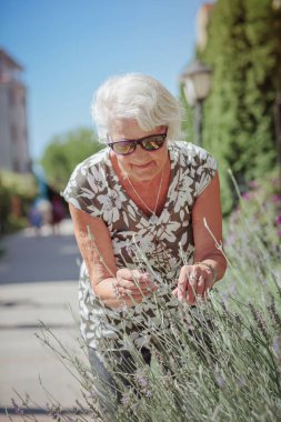 Portrait of an elderly female gardener caring for lavender flowers outdoor. Gardener and florist old woman concept