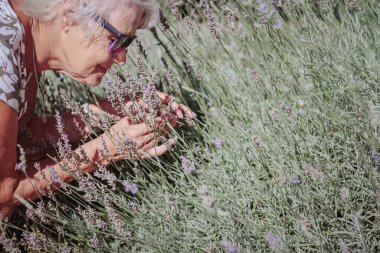 Happy senior woman smelling and touching lavender flowers at summer garden. Gardener and florist old woman concept