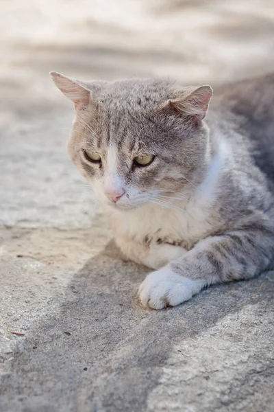 Porträt Einer Grauen Obdachlosen Tabby Katze Streunende Katze Legt Sich — Stockfoto