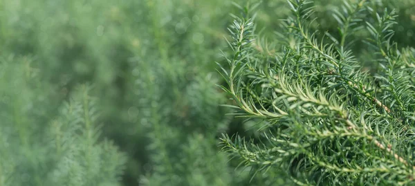 stock image Fresh rosemary herbs growing outdoors. Agriculture and gardening concepts